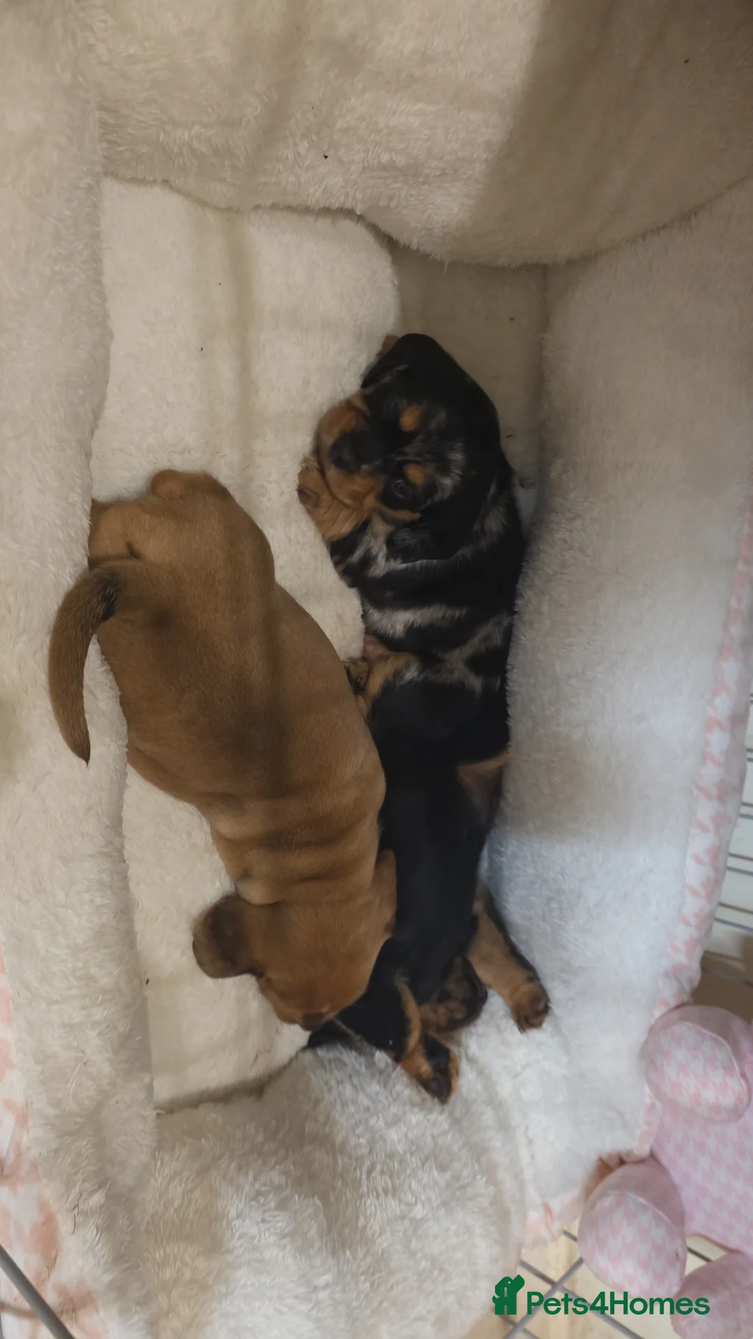 Mixed Breed dogs for sale: Daschund X Pug - Advert 10