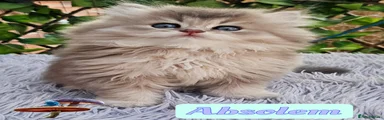British Shorthair 2 - ♂️ Absolem - Blue Golden Longhair 