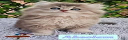 British Shorthair cats for sale: ✨️🧸 Stunning Babies 🧸✨️ - Advert 9