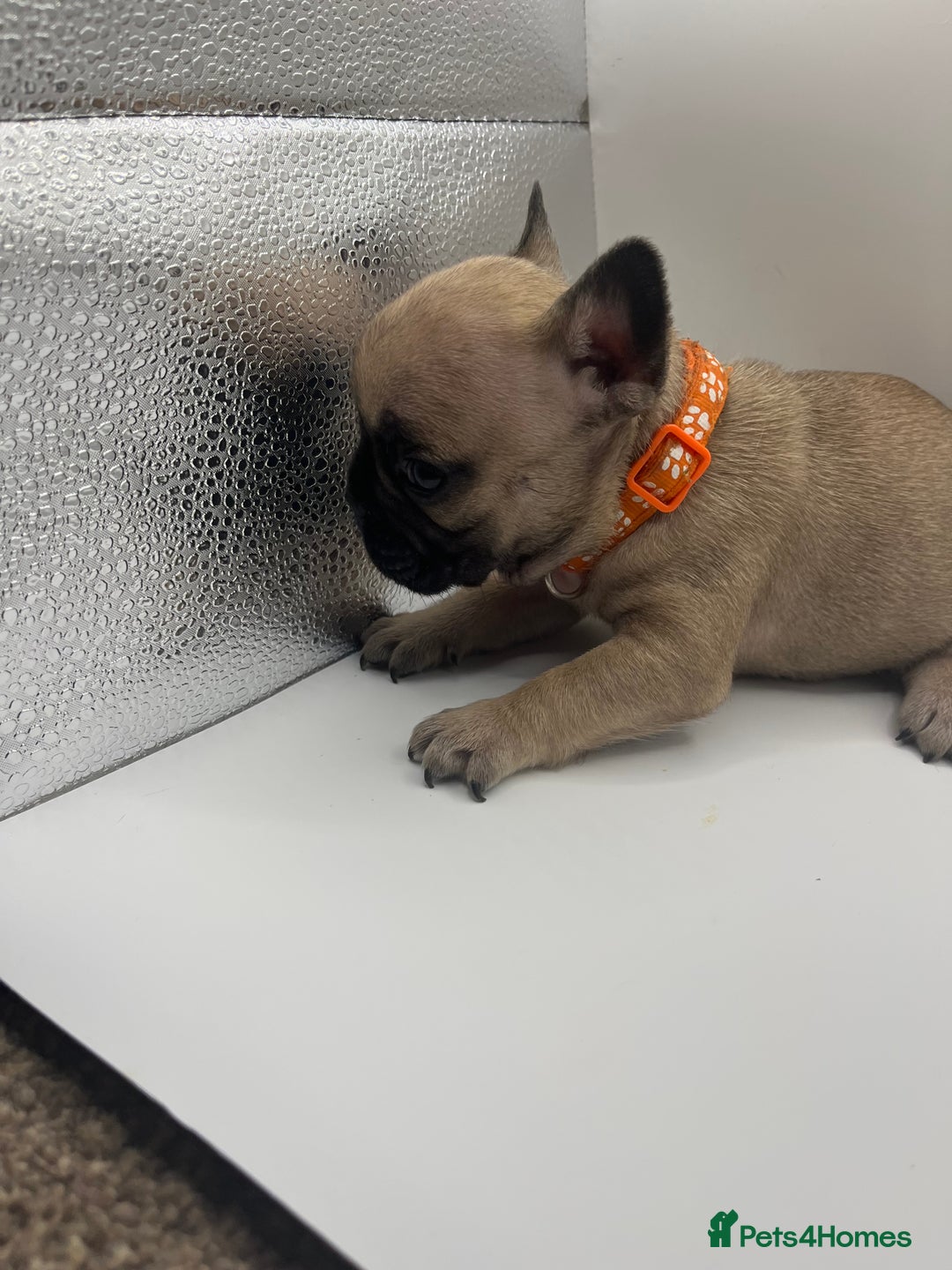 French Bulldog dogs for sale: French bulldog puppies - Advert 14