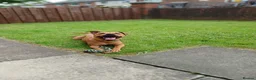 Mixed Breed dogs for sale: Patterdalexpitbull in Preston - Advert 4