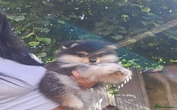 Pomsky dogs for sale: Pomsky puppies very small toy size F3  - Image 34
