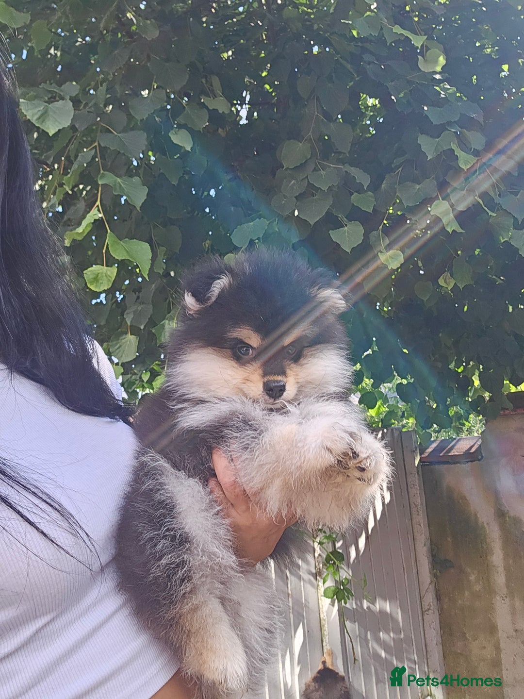 Pomsky dogs for sale: Pomsky puppies very small toy size F3  - Image 34