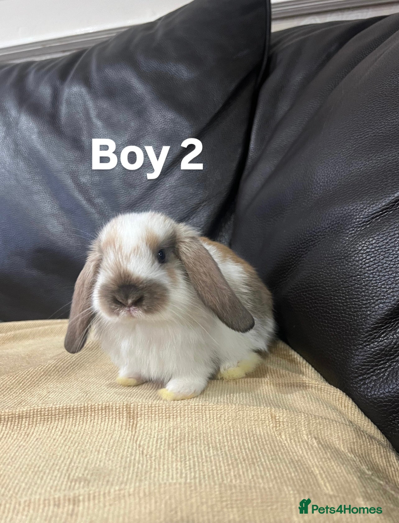 Mini Lop rabbits Mini lop - Advert 2