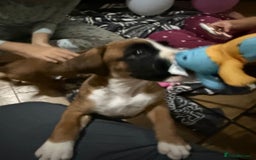 Boxer dogs for sale: Bouncy beautiful boxers  - Image 21