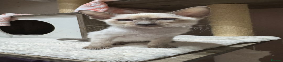 Siamese Kitten 1