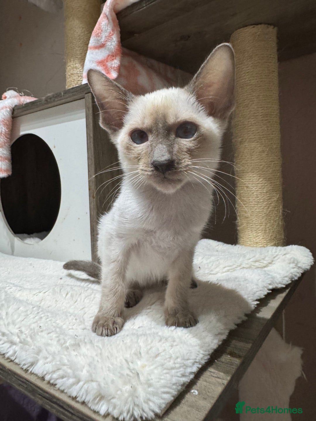 Siamese cats for sale: 3 affectionate Siamese kittens available  - Image 7