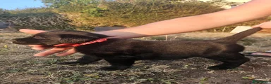 Female 1