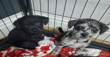 Mixed Breed dogs Frenchi /Mini Poodle Puppies First Gen ❤️  - Advert 15