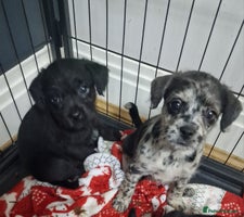 Mixed Breed dogs Frenchi /Mini Poodle Puppies First Gen ❤️ - Advert 7