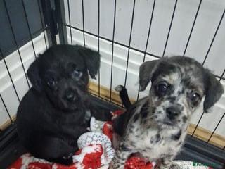Mixed Breed dogs Frenchi /Mini Poodle Puppies First Gen ❤️ - Advert 3