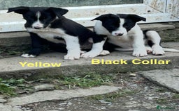 Border Collie dogs for sale: Gorgeous Border Collie pups - Image 18
