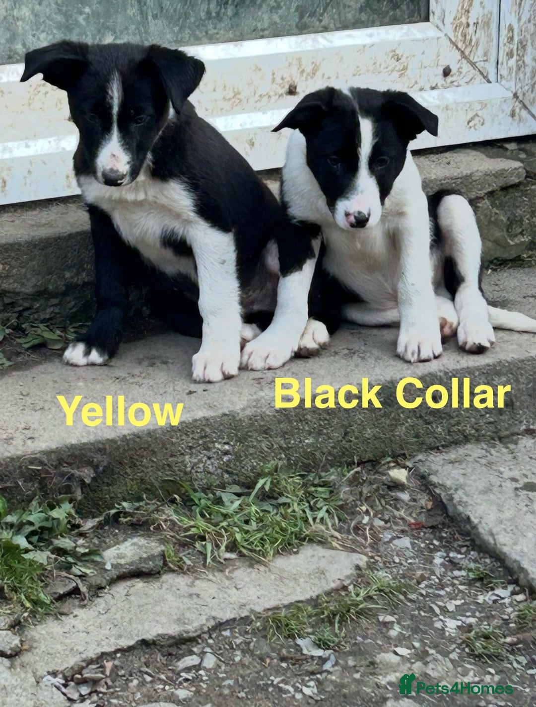 Border Collie dogs for sale: Gorgeous Border Collie pups - Image 18