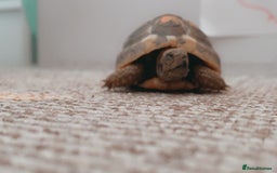 Hermann Tortoise reptiles for sale: hermann tortoise - Image 3