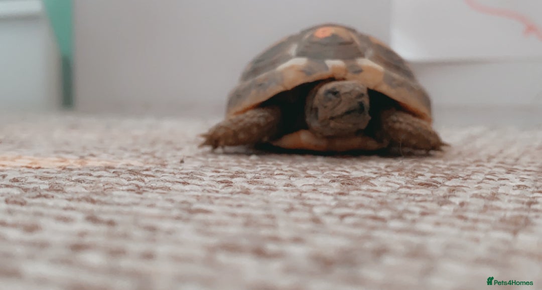 Hermann Tortoise reptiles for sale: hermann tortoise - Image 3