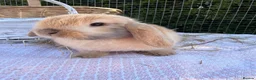 Mini Lop rabbits for sale:  Gorgeous mini Lop babies  - Advert 23