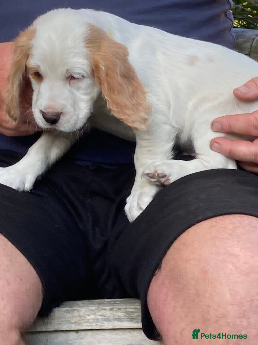 Cocker Spaniel dogs for sale: Cocker Spaniels, working type, KC reg, DNA clear - Image 26