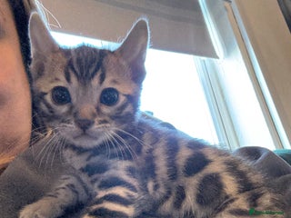 Bengal cats Bengal kittens one boys left brown rosette - Advert 1