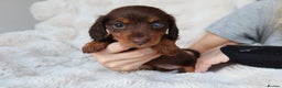 Miniature Dachshund dogs for sale: 4 male long hair miniature daschunds for sale - Advert 8