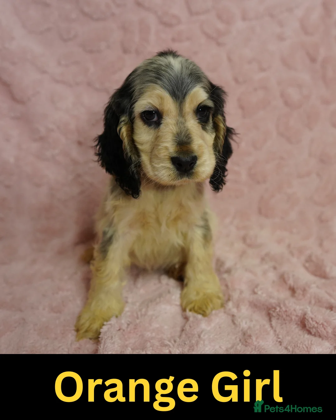 Cocker Spaniel dogs for sale: Quality, Show type, Cocker spaniel puppies. - Advert 15