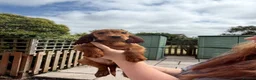 Cocker Spaniel dogs for sale: Gorgeous Golden Cockers - Advert 10