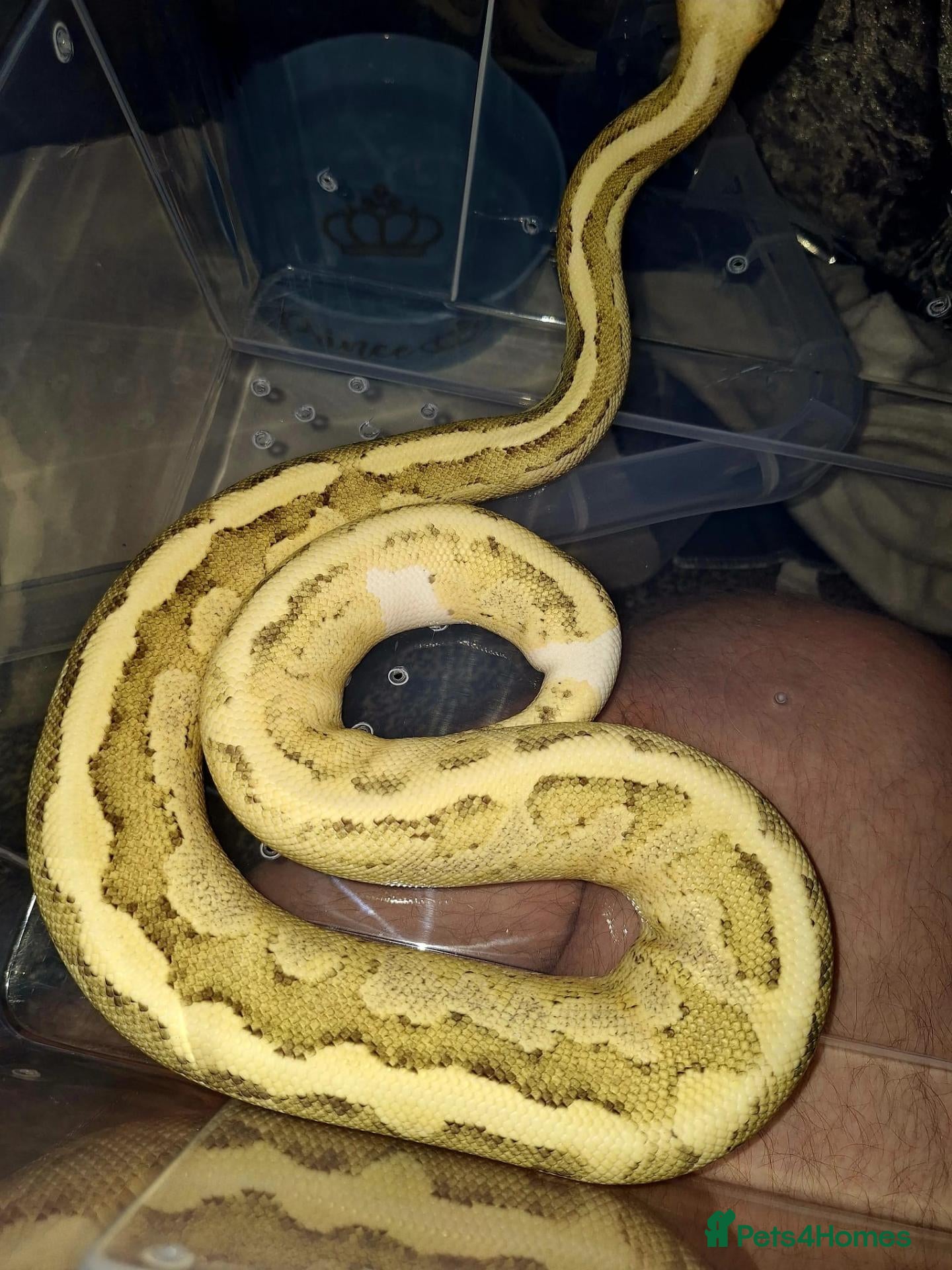 Python Snake reptiles  Ball python Beautiful morphs for sale  - Advert 6