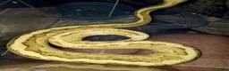 Python Snake reptiles for sale:  Ball python Beautiful morphs for sale  - Advert 1
