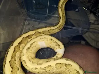 Python Snake reptiles Ball python Beautiful morphs for sale - Advert 15