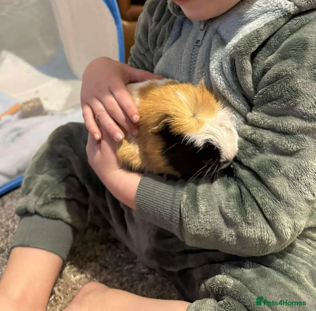 Guinea Pig rodents for sale: Male guinea pig  in Bristol - Advert 2