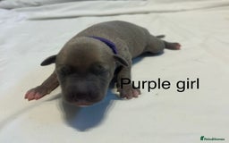 Whippet dogs for sale: Stunning KC whippet puppies  - Image 13
