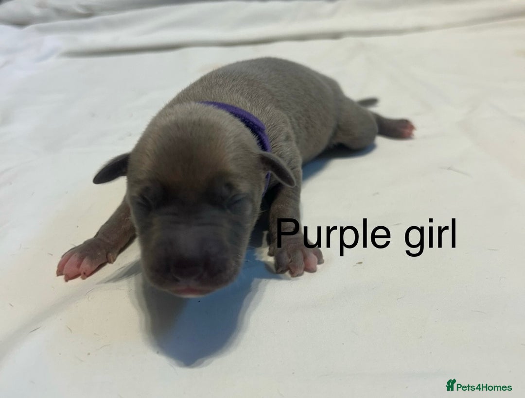 Whippet dogs for sale: Stunning KC whippet puppies  - Image 13