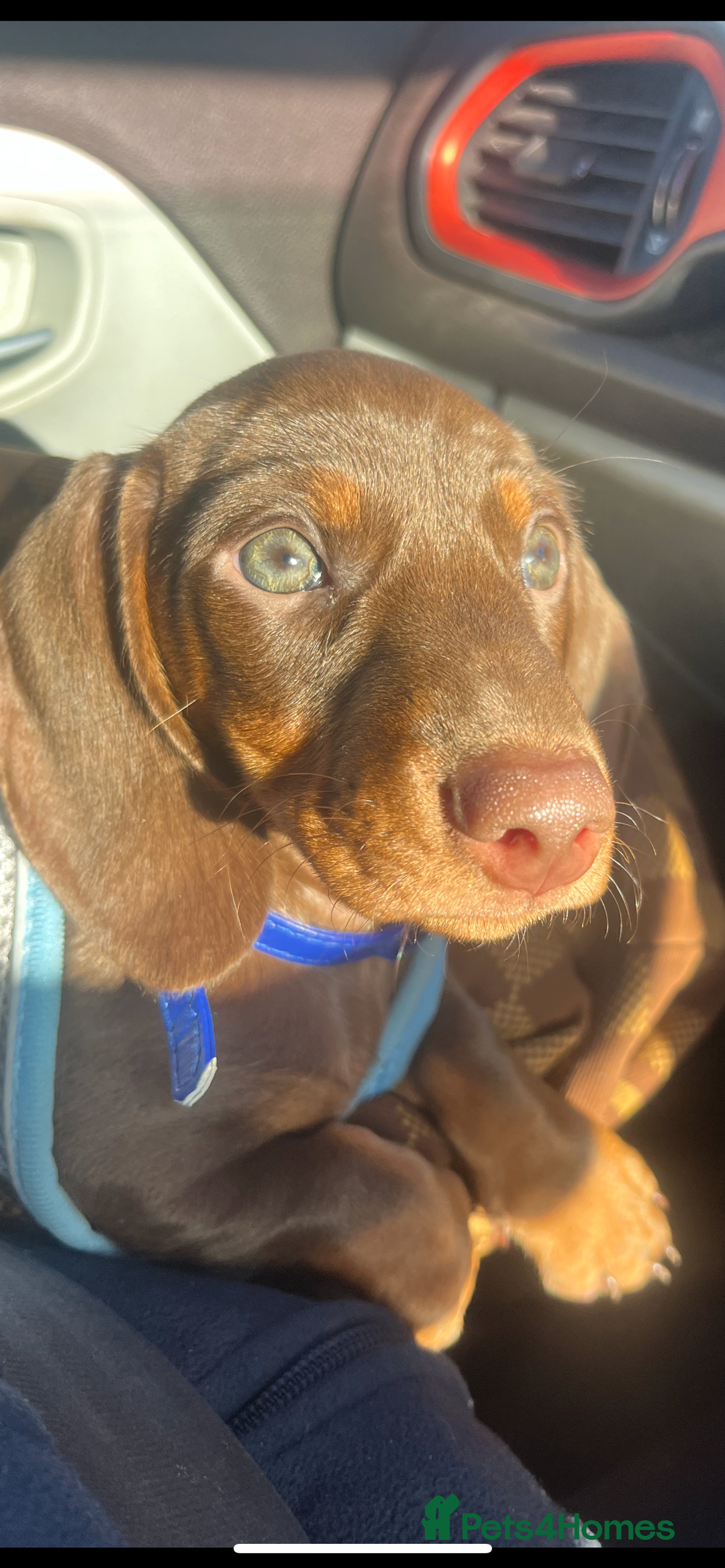 Dachshund dogs for sale: ⭐️KC reg miniature ⭐️stunning litter Dachshunds  - Image 11