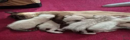 Mixed Breed cats for sale: Bengal Siamese mixed - Advert 37