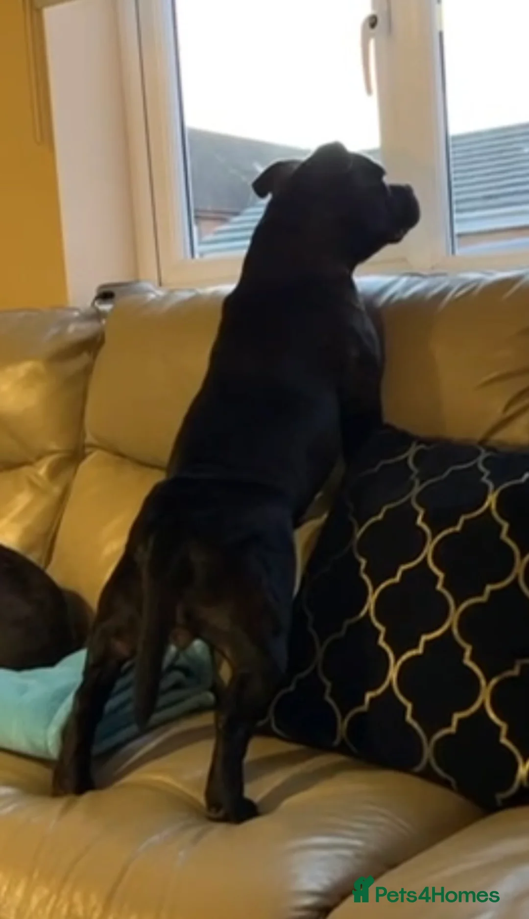 Staffordshire Bull Terrier dogs for sale: Blue and black staff puppies  - Advert 3