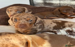 Miniature Dachshund dogs for sale: Tiny miniature dachshund puppies  - Image 10