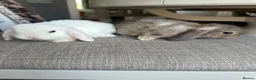 Mini Lop rabbits for sale: Lovely handsome mini lop bucks. - Advert 3