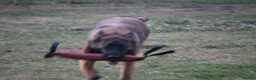 Belgian Shepherd Dog dogs for sale: Kc registered malinois  - Advert 17