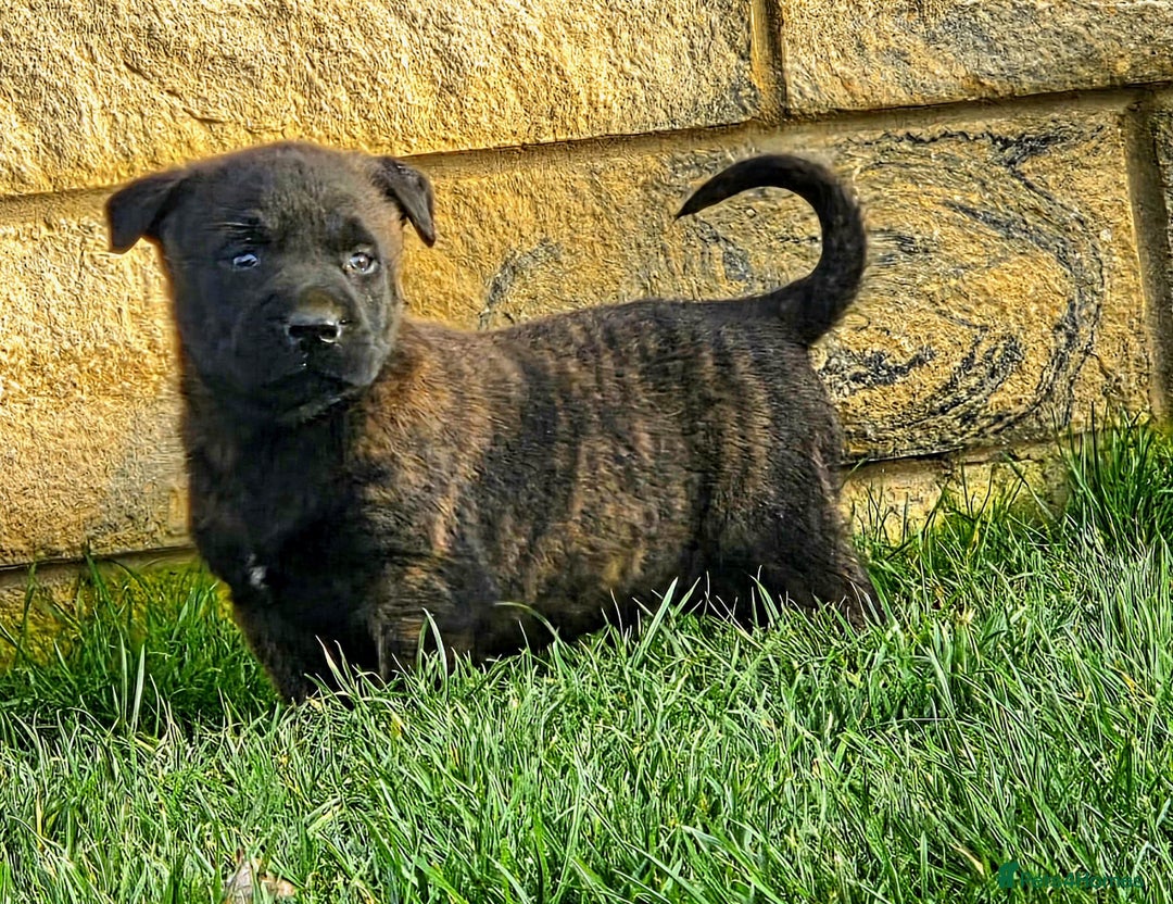 Belgian Shepherd Dog dogs for sale: Dutch Herder x Mali Pups 🔥 - Advert 31