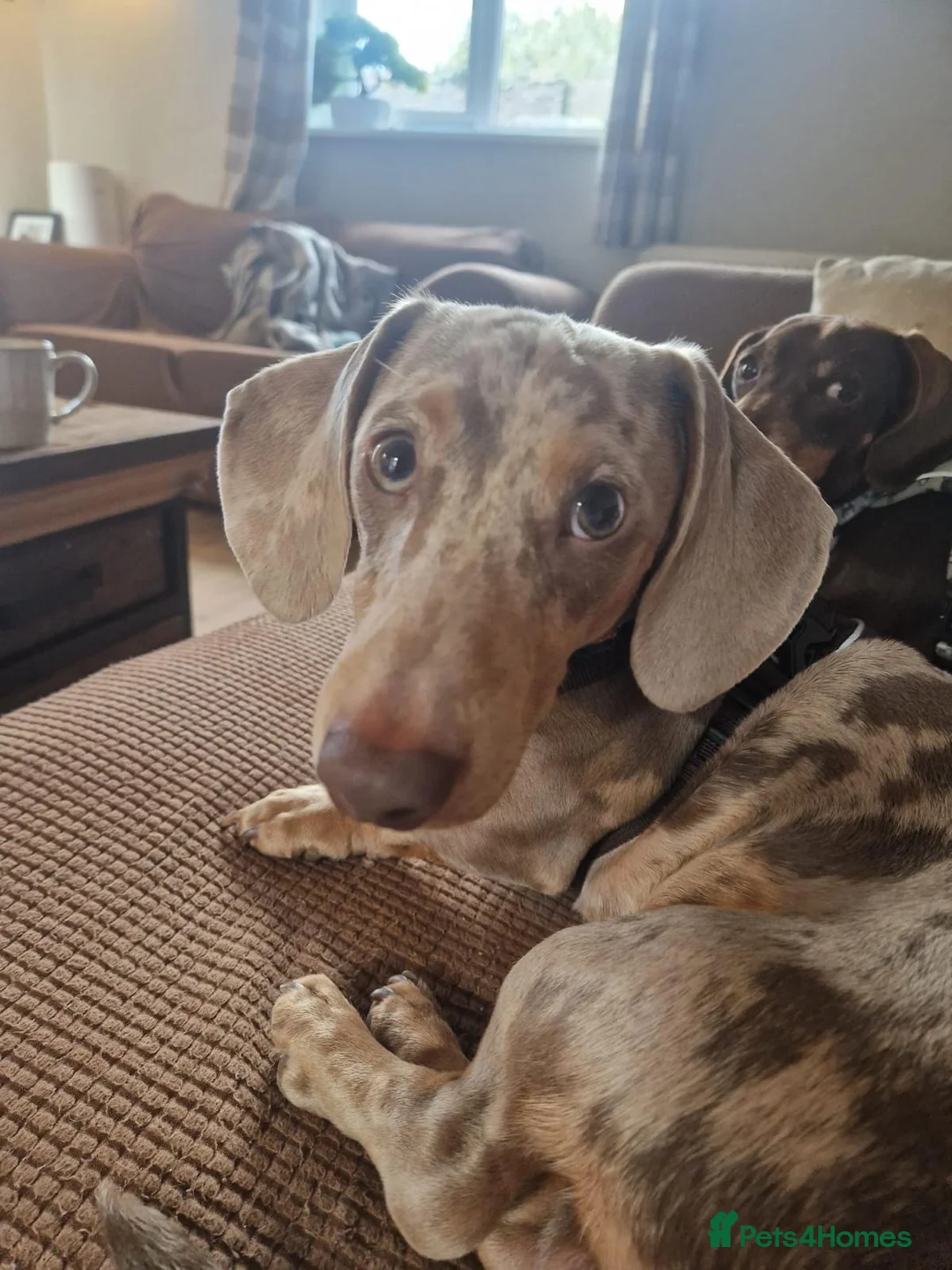 Mixed Breed dogs for adoption: 💙🐶 THEO – A LITTLE SAUSAGE WITH A BIG WORLD in Burton-on-Trent - Advert 2