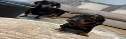 Dachshund dogs for sale: 4 mini dachshund puppies - Advert 1