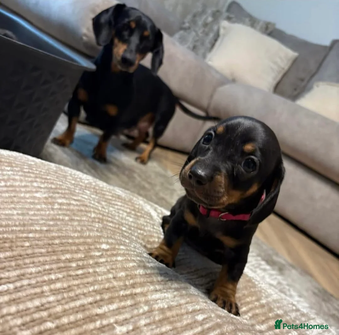 Dachshund dogs for sale: 4 mini dachshund puppies - Advert 1