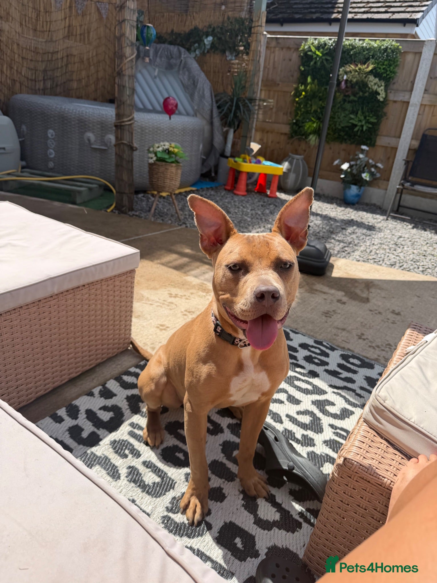 Staffordshire Bull Terrier dogs Nyla (staffishire bull terrier cross breed)  - Advert 9