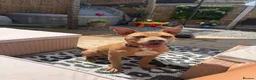 Staffordshire Bull Terrier dogs for sale: Nyla (staffishire bull terrier cross breed)  - Advert 1
