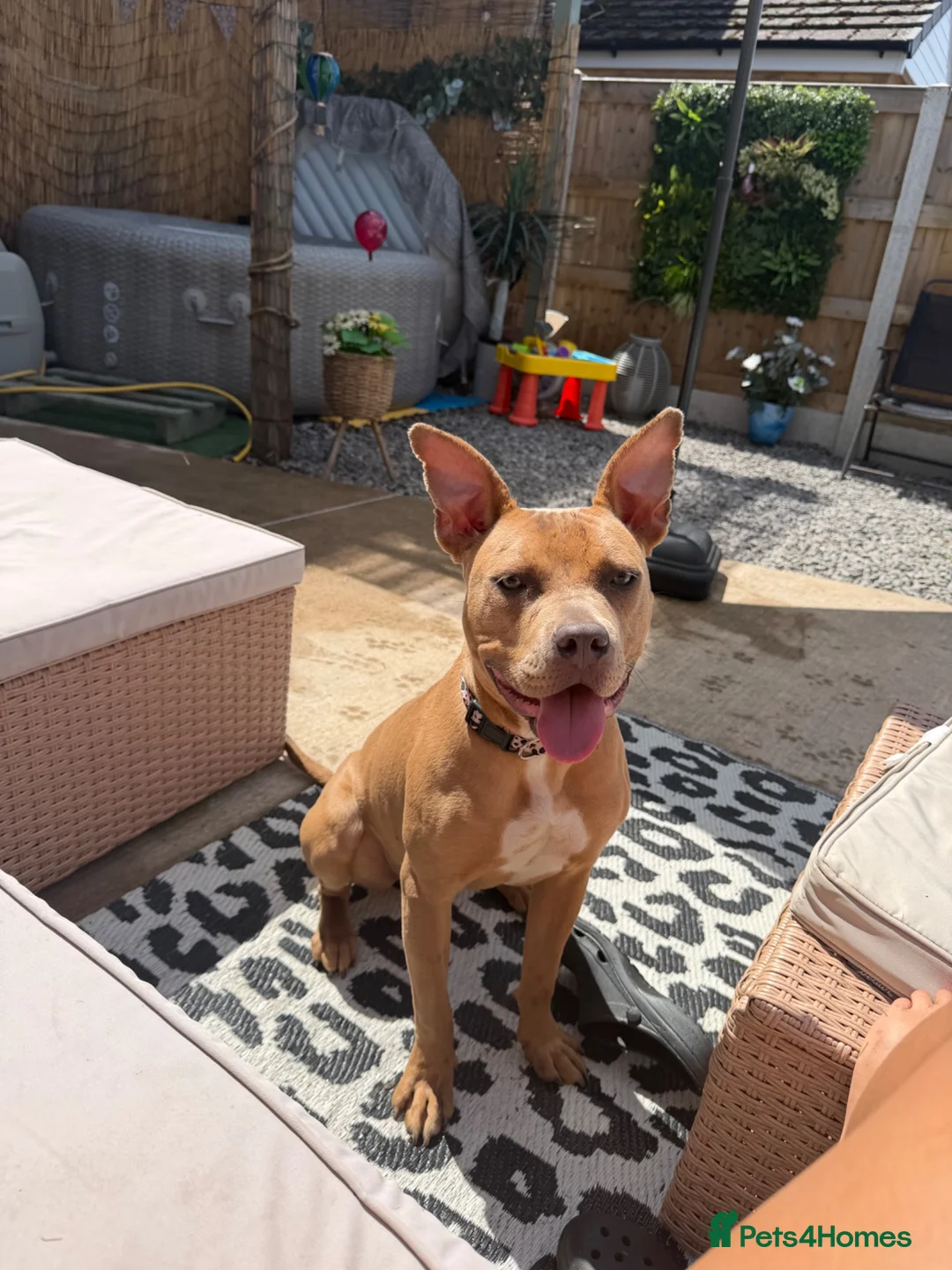Staffordshire Bull Terrier dogs for sale: Nyla (staffishire bull terrier cross breed)  - Advert 1