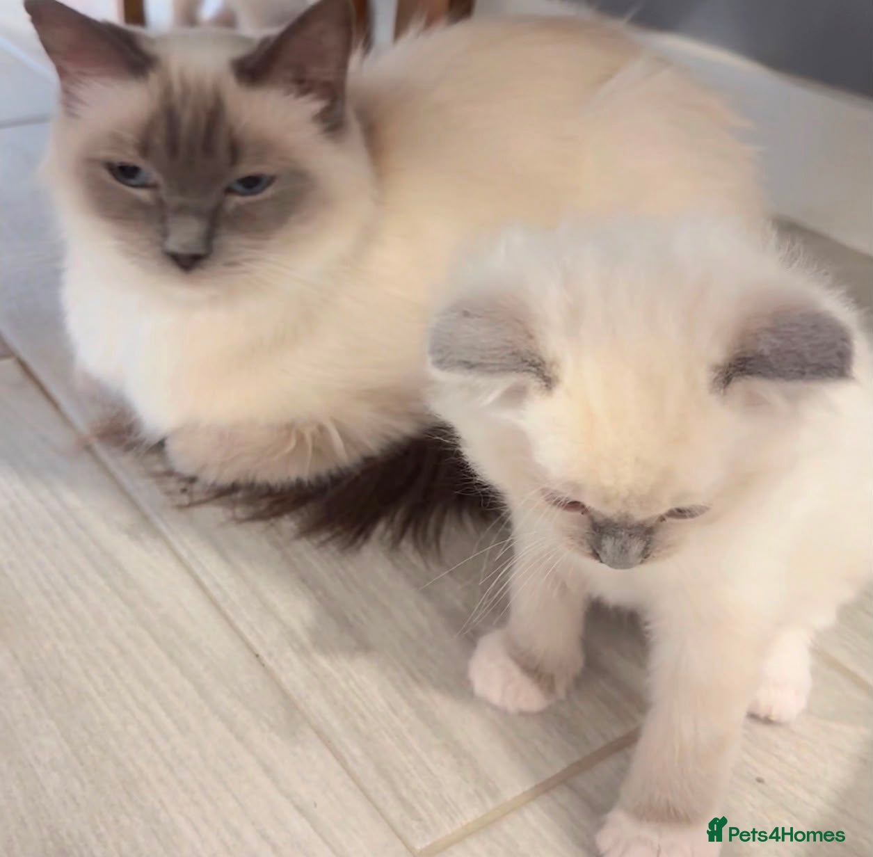 Ragdoll cats 7 Ragdoll kittens  - Advert 3