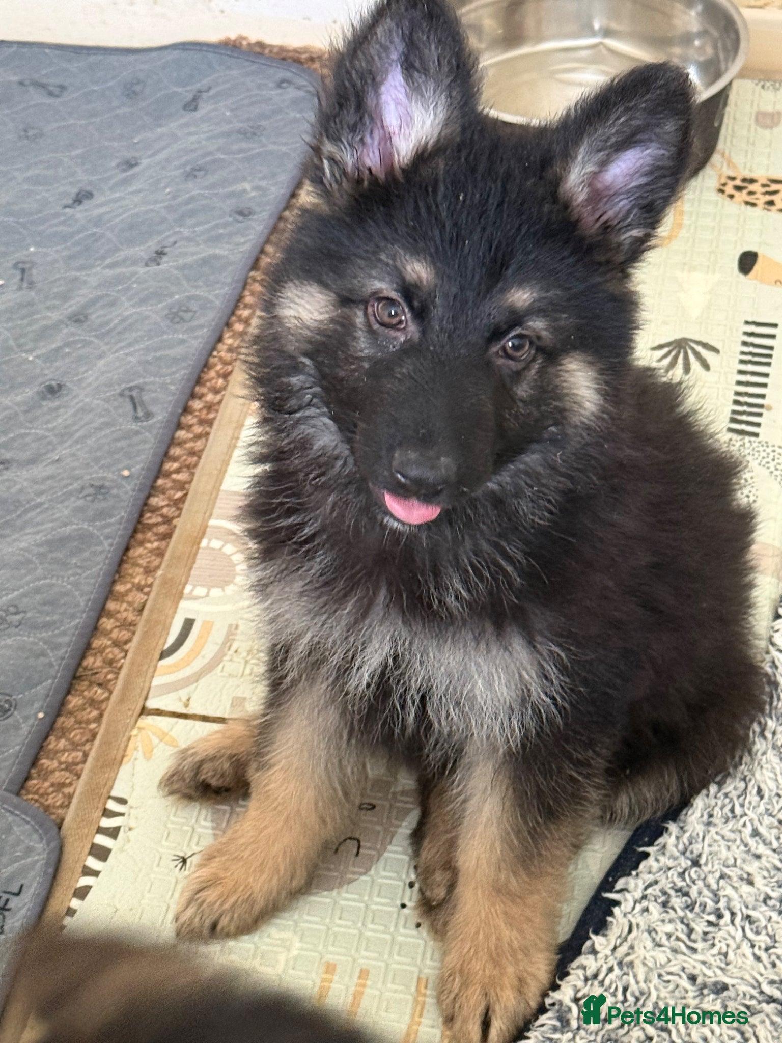 German Shepherd dogs German shepherd pups  - Advert 14