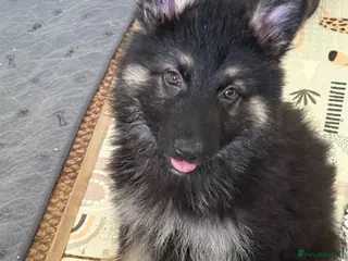 German Shepherd dogs German shepherd pups - Advert 14