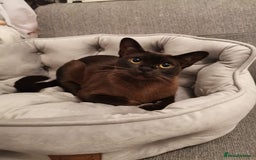 Burmese cats for sale: Burmese kitten 2 boys  - Image 9