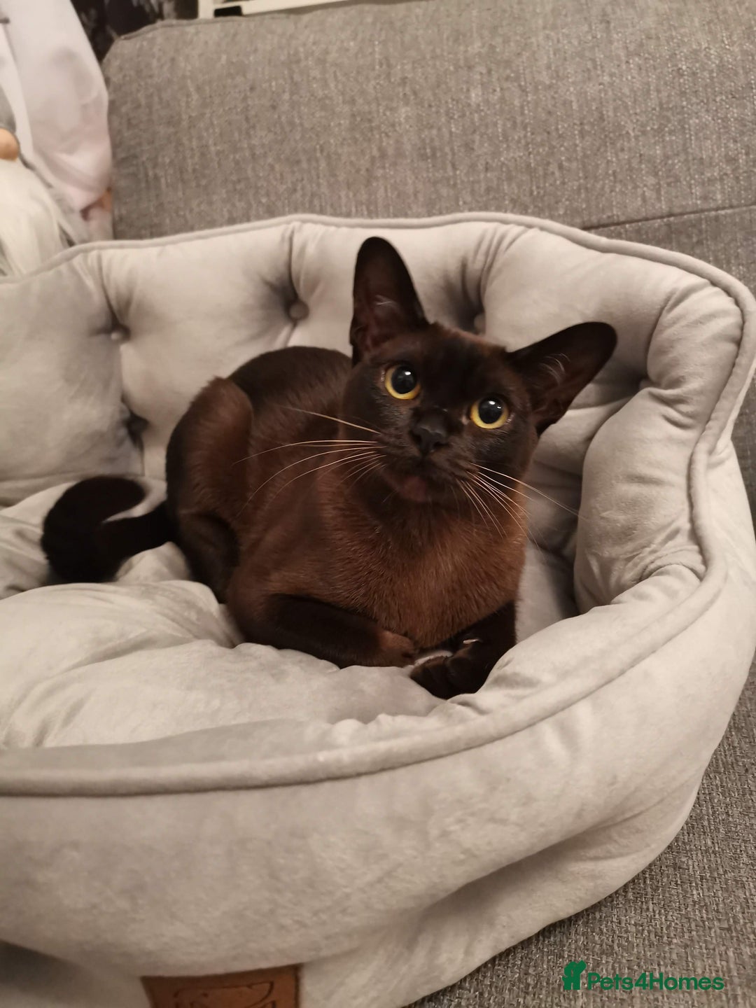 Burmese cats for sale: Burmese kitten 2 boys  - Image 9
