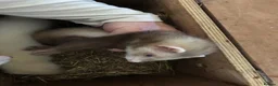 Ferret rodents for sale: 9 week old ferret jill - Advert 1